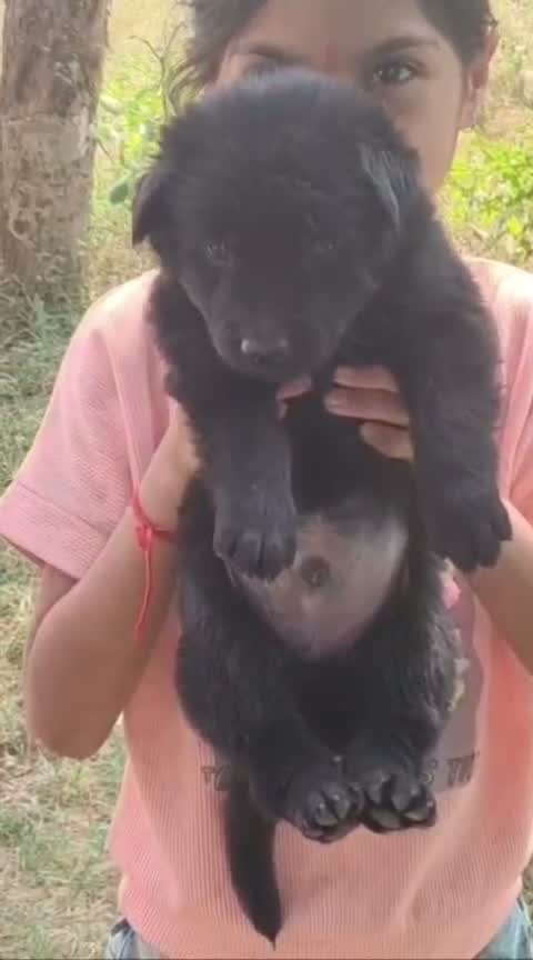 German Shepherd Puppy, farm video