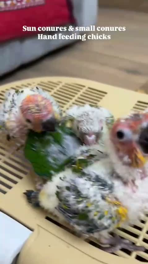 African Grey Parrot, farm video