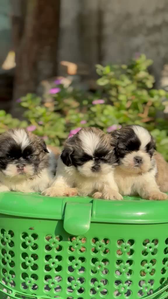 Shih Tzu | Black Color, farm video