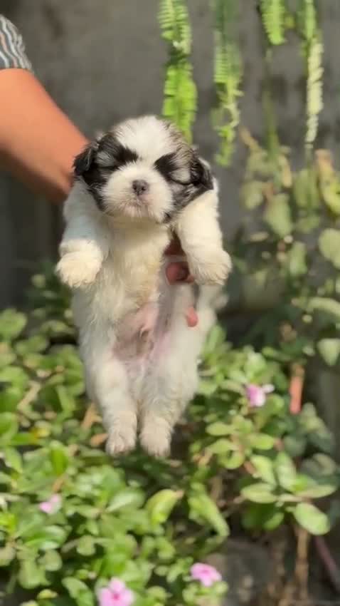 Shih Tzu | Black Color, farm video