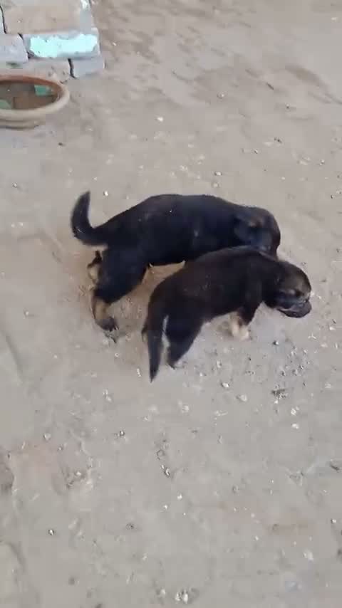 German Shepherd Puppy, farm video