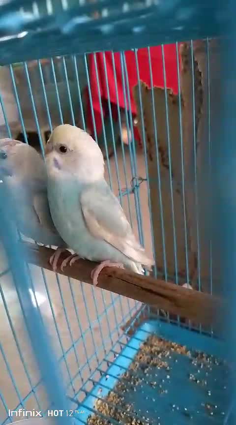 Budgies | Fallow, farm video