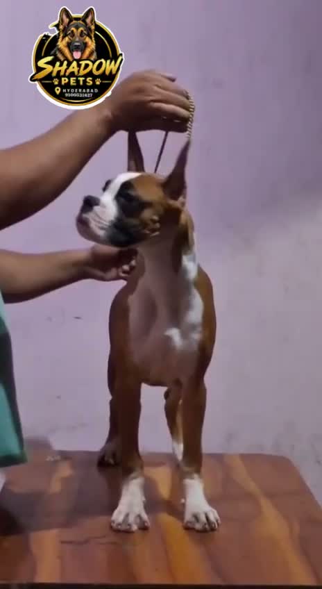 Boxer Puppy, farm video