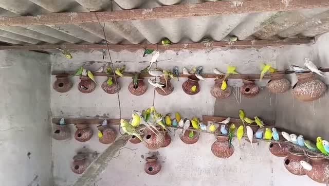 Budgies | Fallow, farm video