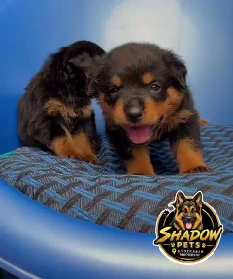 Dachshund Puppy | Brown, farm video