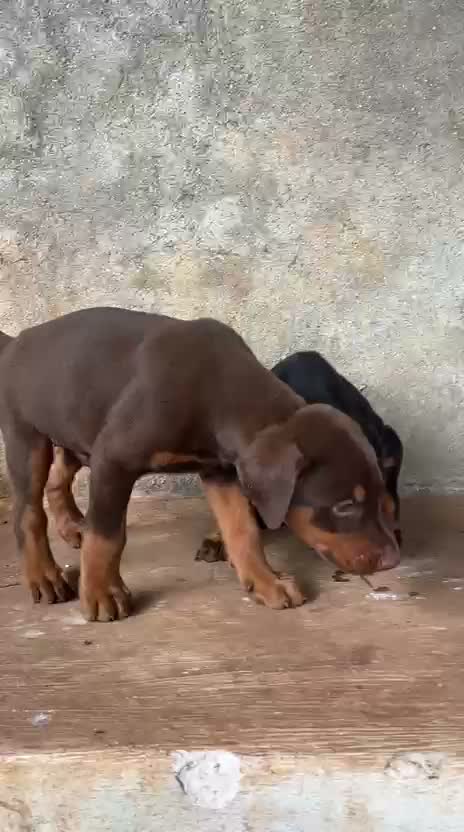 Doberman Pinscher Puppy | Brown & Tan, farm video
