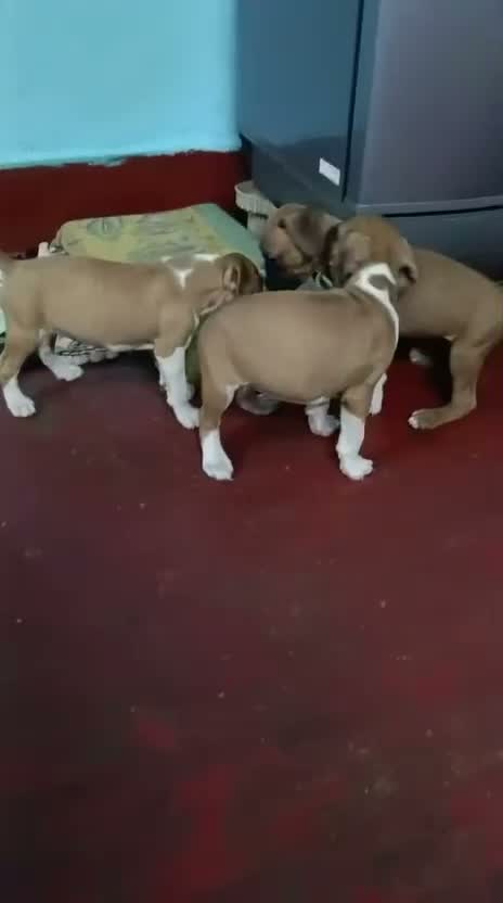 Boxer Puppy, farm video