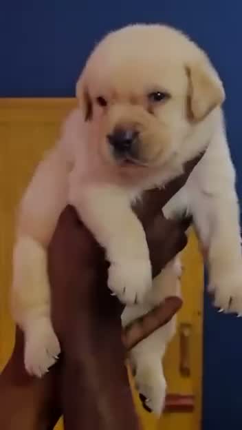 Dachshund Puppy | Brown, farm video