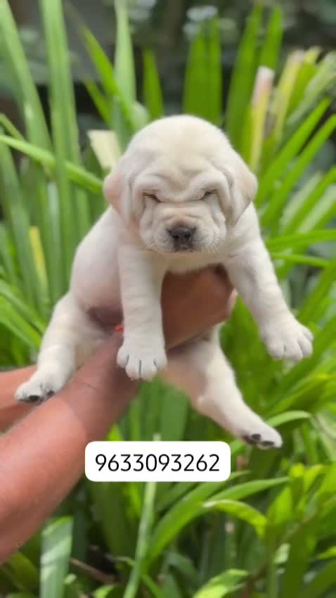 Beagle Black & Tan Puppy, farm video