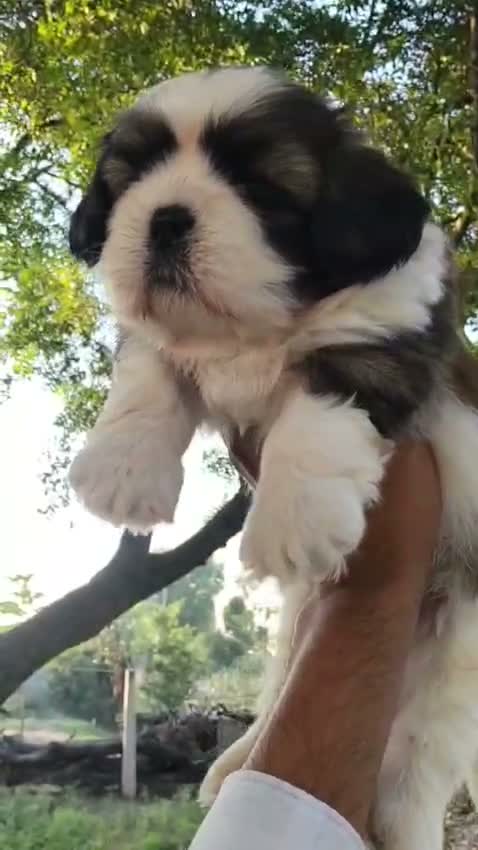 Shih Tzu | Black Color, farm video