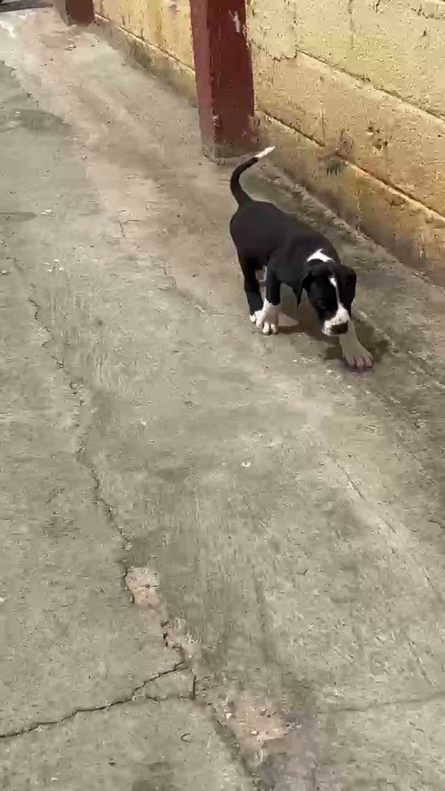 Pitbull Terrier Puppy, farm video