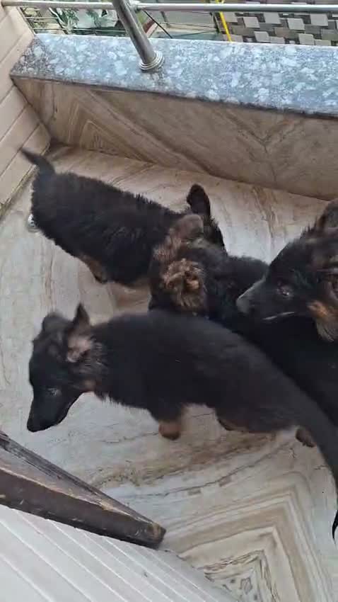 German Shepherd Puppy, farm video