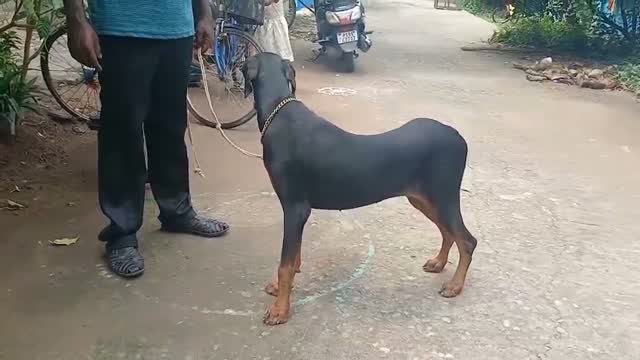 Doberman Pinscher Puppy, farm video