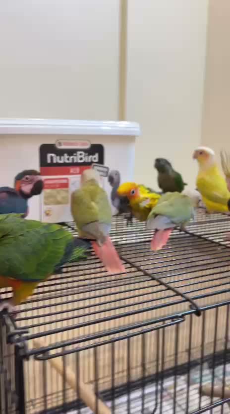 African Grey Parrot, farm video