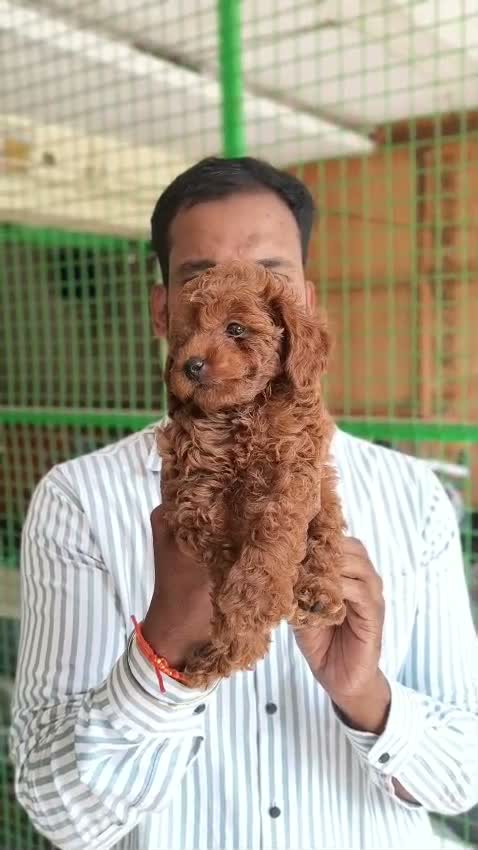 Standard Poodle Puppy | White, farm video
