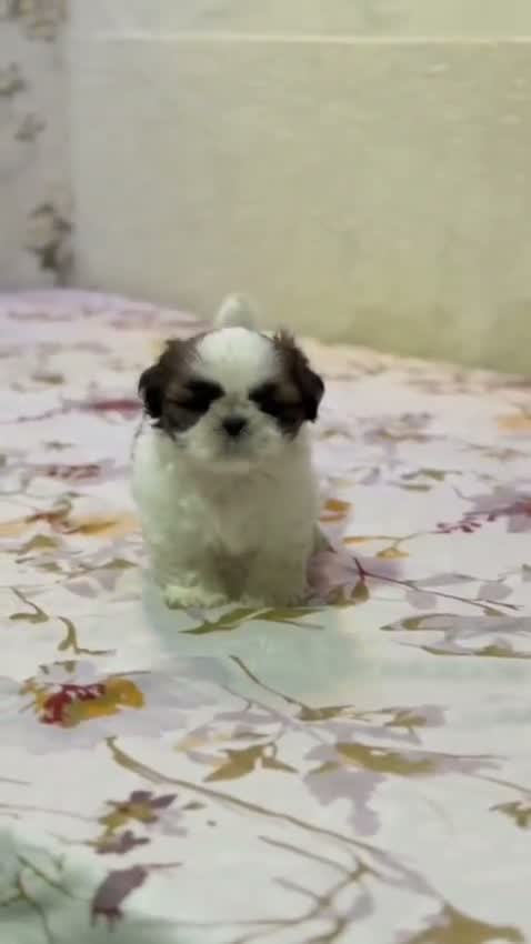 Shih Tzu | Black Color, farm video
