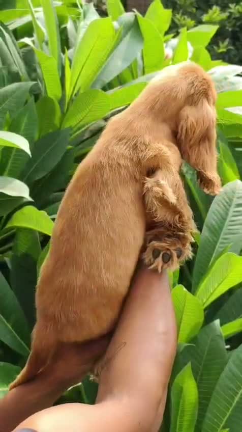Cocker Spaniel Puppy, farm video