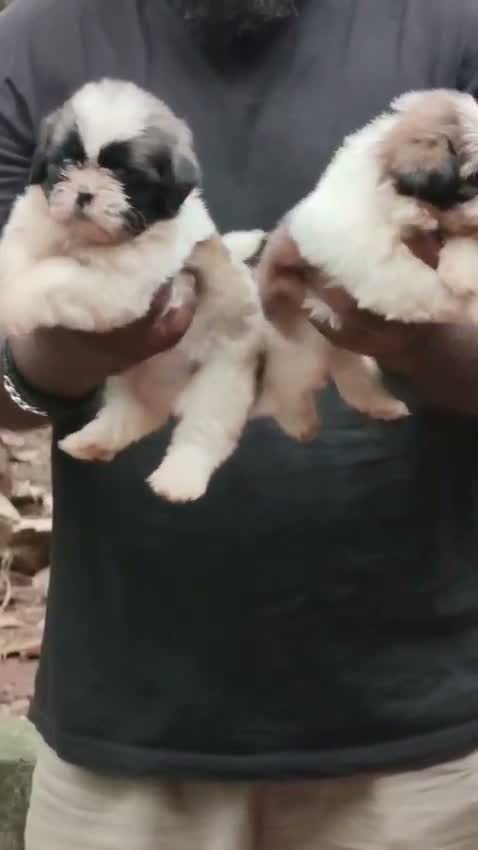Shih Tzu | Black Color, farm video