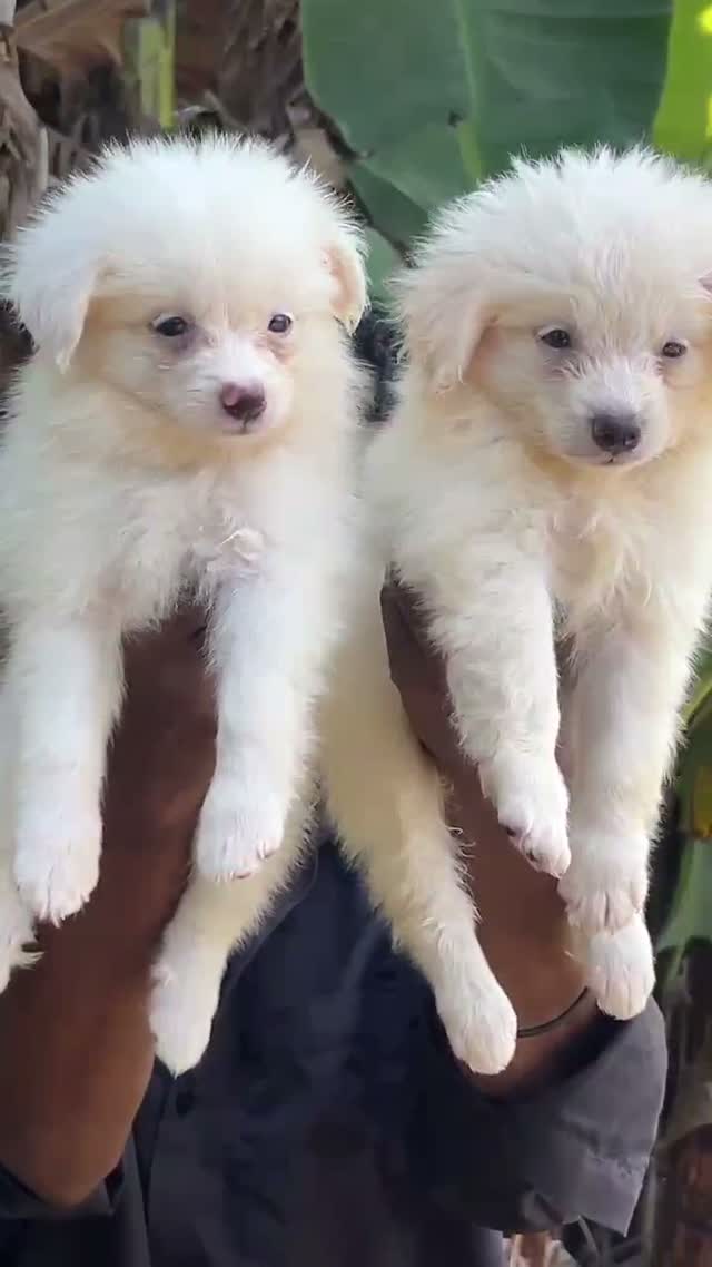 Pomeranian Puppy, farm video