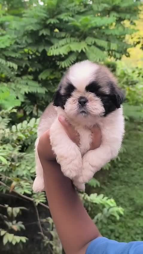 Shih Tzu | Black Color, farm video