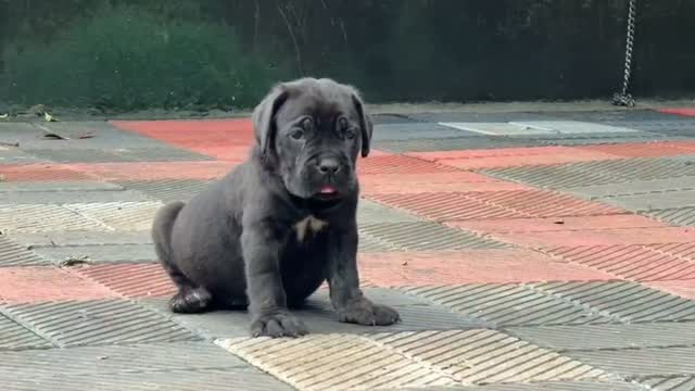 Cane Corso Puppy | Blue, farm video