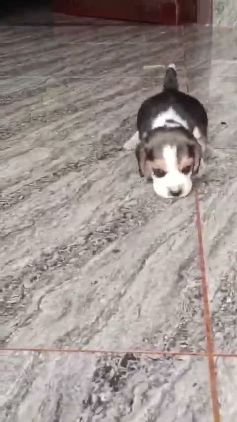 Beagle Black & Tan Puppy, farm video