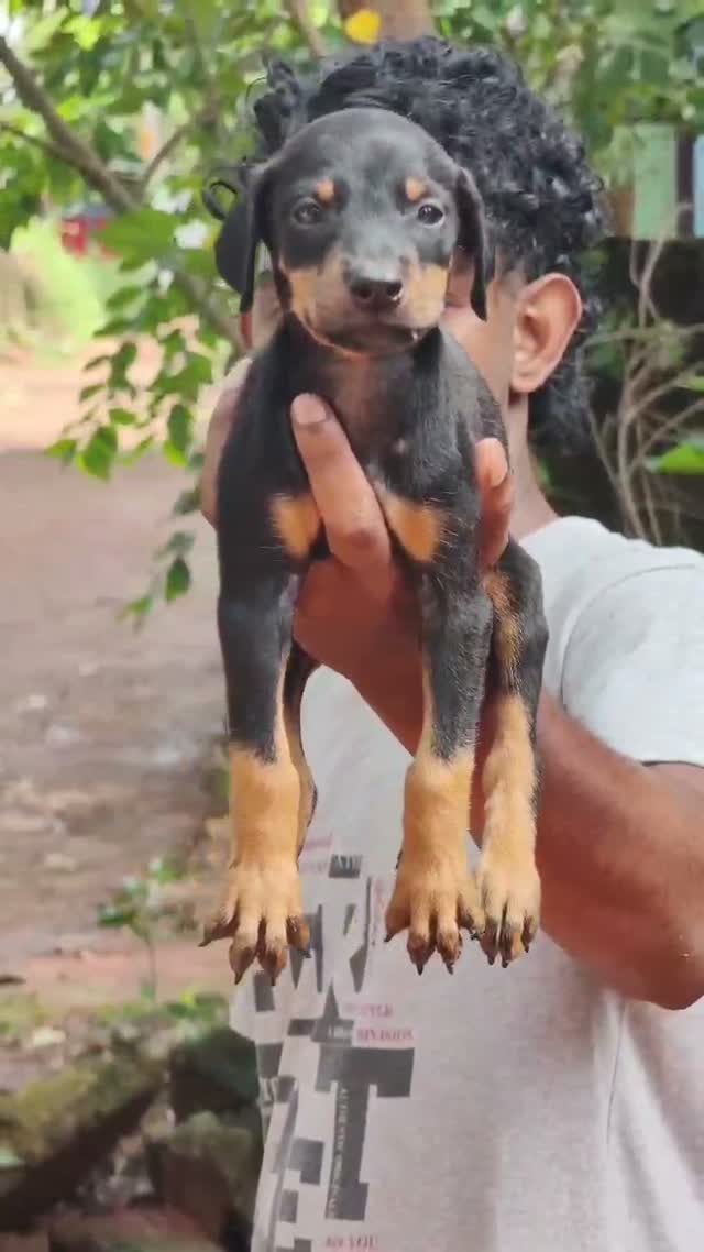Doberman Pinscher Puppy, farm video