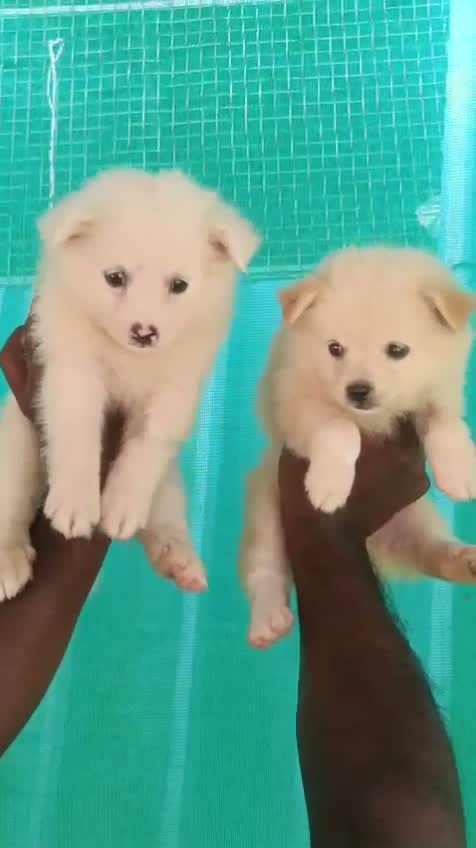 Pomeranian Puppy, farm video