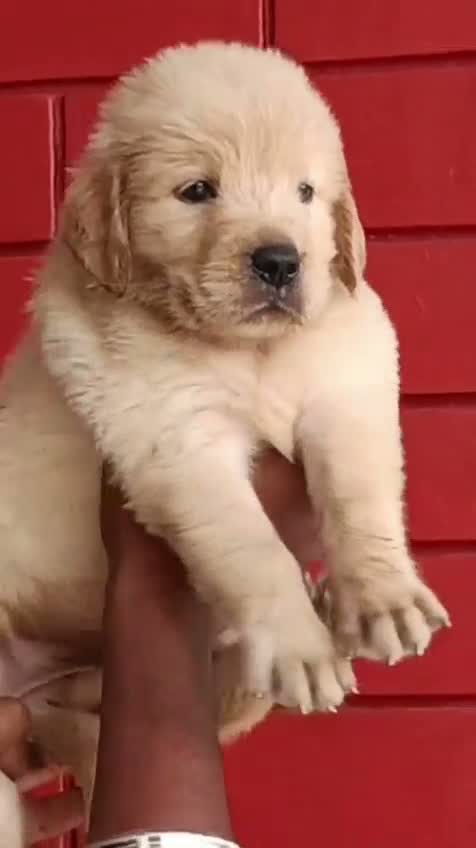 Golden Retriever, farm video