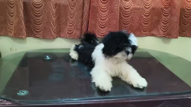 Shih Tzu | Black Color, farm video