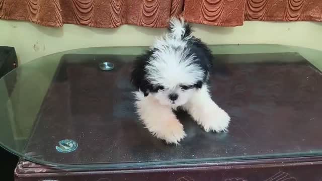 Shih Tzu | Black Color, farm video