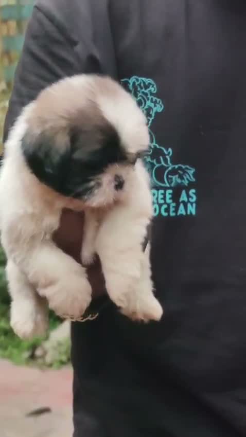 Shih Tzu | Black Color, farm video