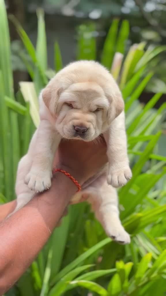 Beagle Black & Tan Puppy, farm video