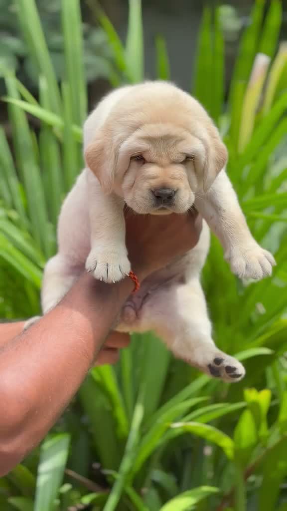 Beagle Black & Tan Puppy, farm video