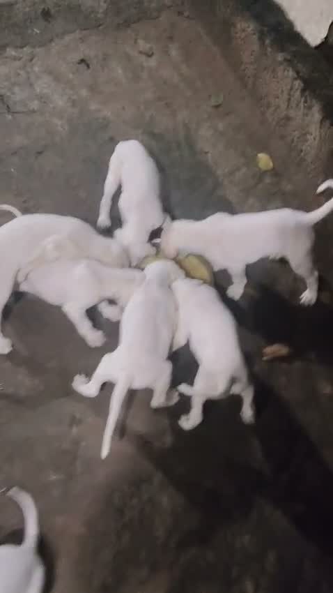 Rajapalayam Puppy, farm video
