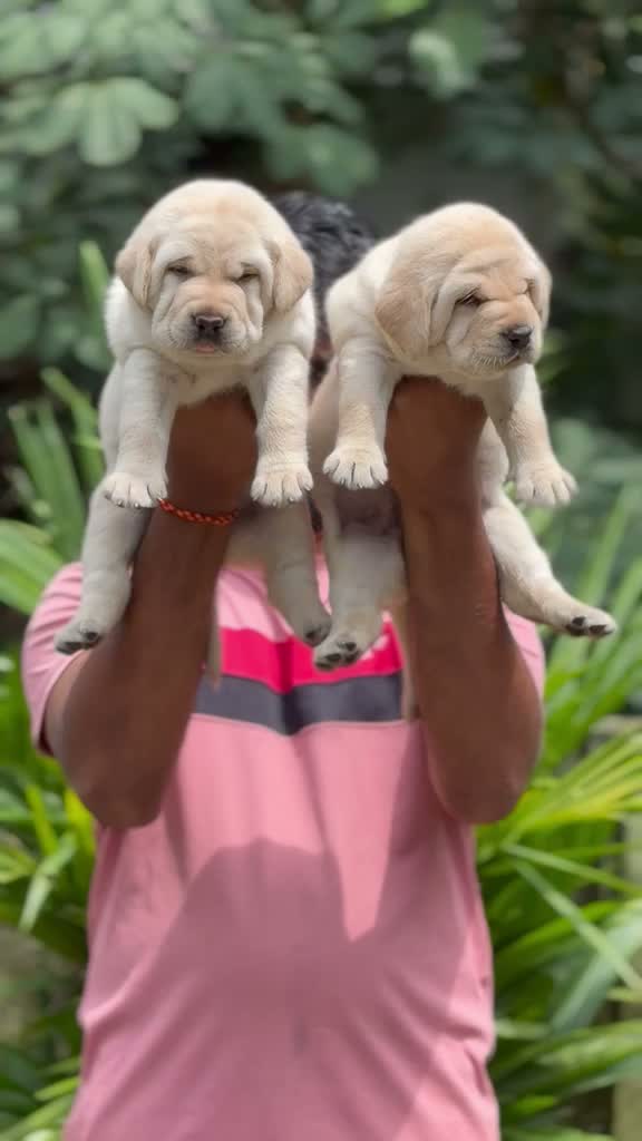 Beagle Black & Tan Puppy, farm video