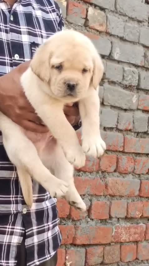 Beagle Black & Tan Puppy, farm video