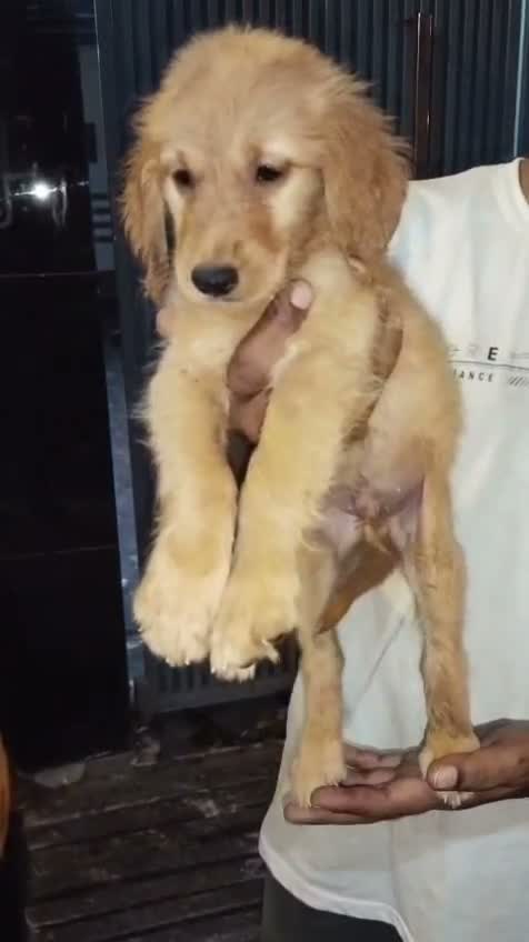 Golden Retriever, farm video