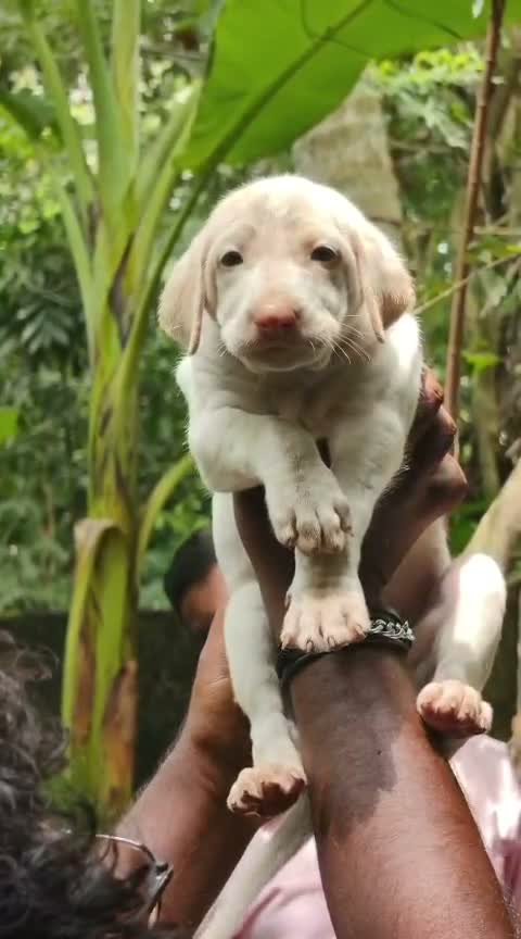 Rajapalayam Puppy, farm video