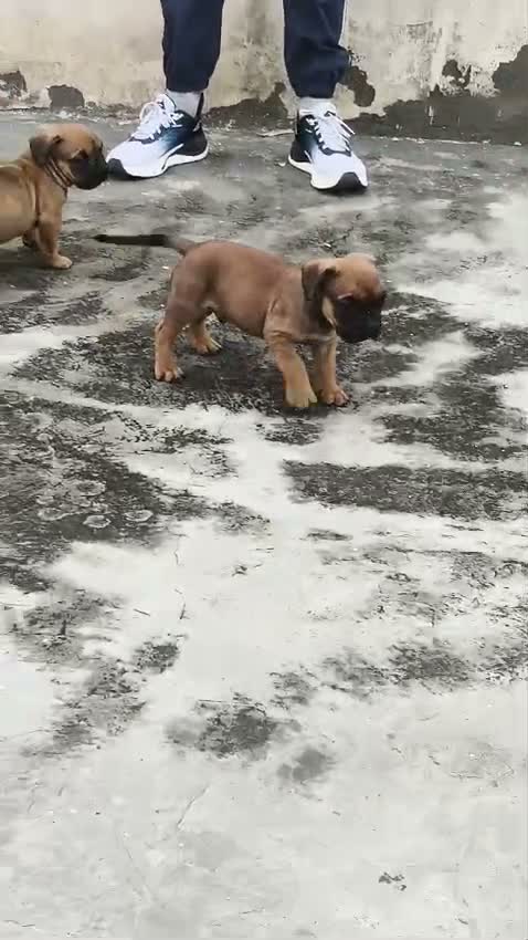 American Bully Pocket Size Puppy, farm video