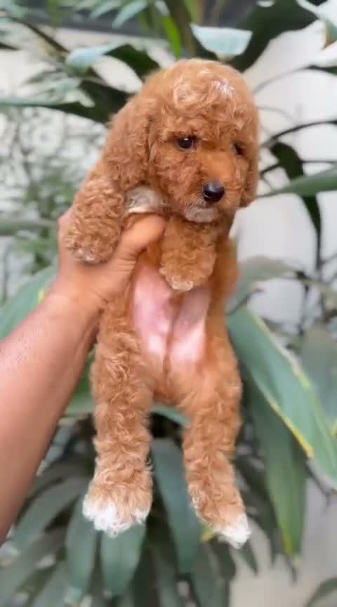 Toy Poodle Puppy, farm video