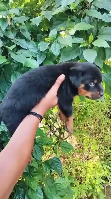 Rottweiler Puppy, farm video