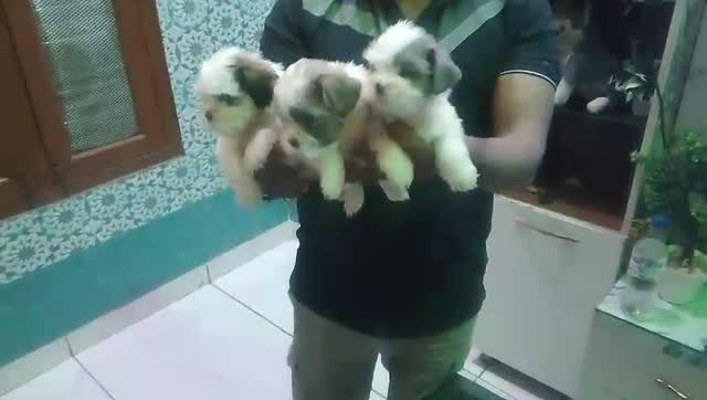 Shih Tzu | Black Color, farm video
