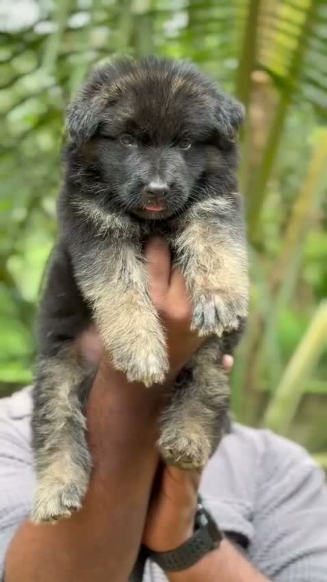 German Shepherd Puppy, farm video