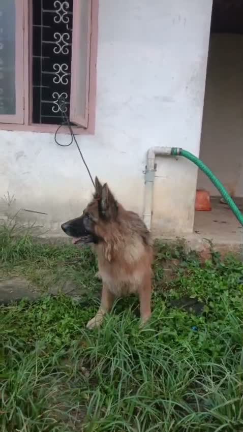 German Shepherd Puppy, farm video