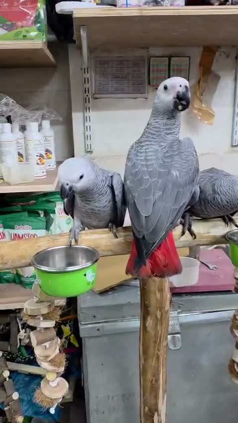 African Grey Parrot, farm video