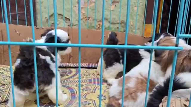 Dachshund Puppy | Brown, farm video
