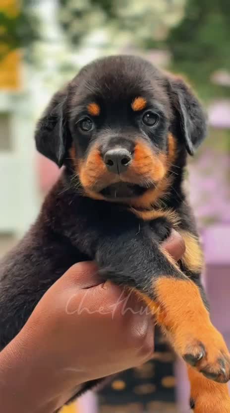 Rottweiler Puppy, farm video