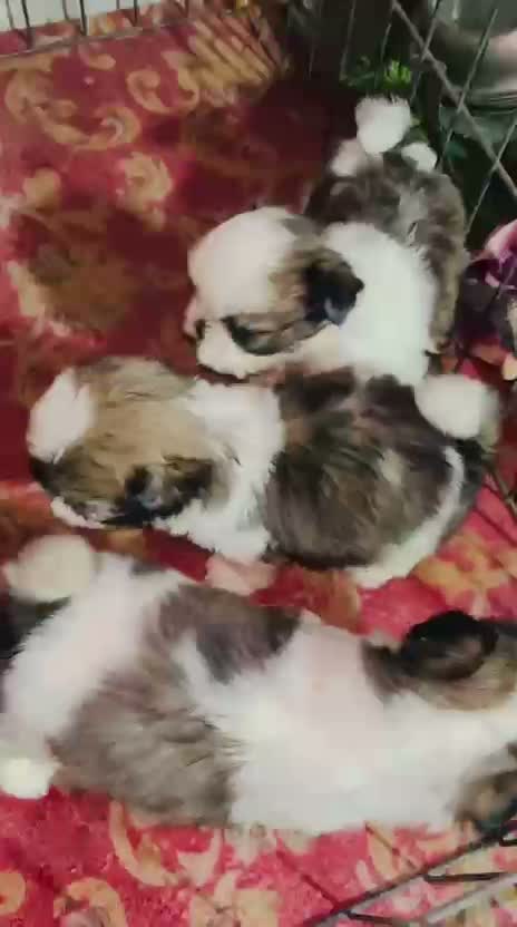 Shih Tzu | Black Color, farm video