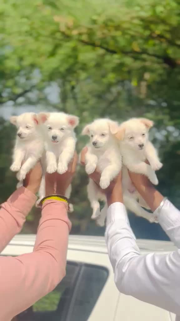Dachshund Puppy | Brown, farm video